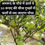 Gardening tips: अमरूद के पौधे में डालें ये 10 रूपए की चीज, गुच्छों में फलों से लद जाएगा पौधा बरसात में कीट मुक्त रहेंगे फल, जाने नाम