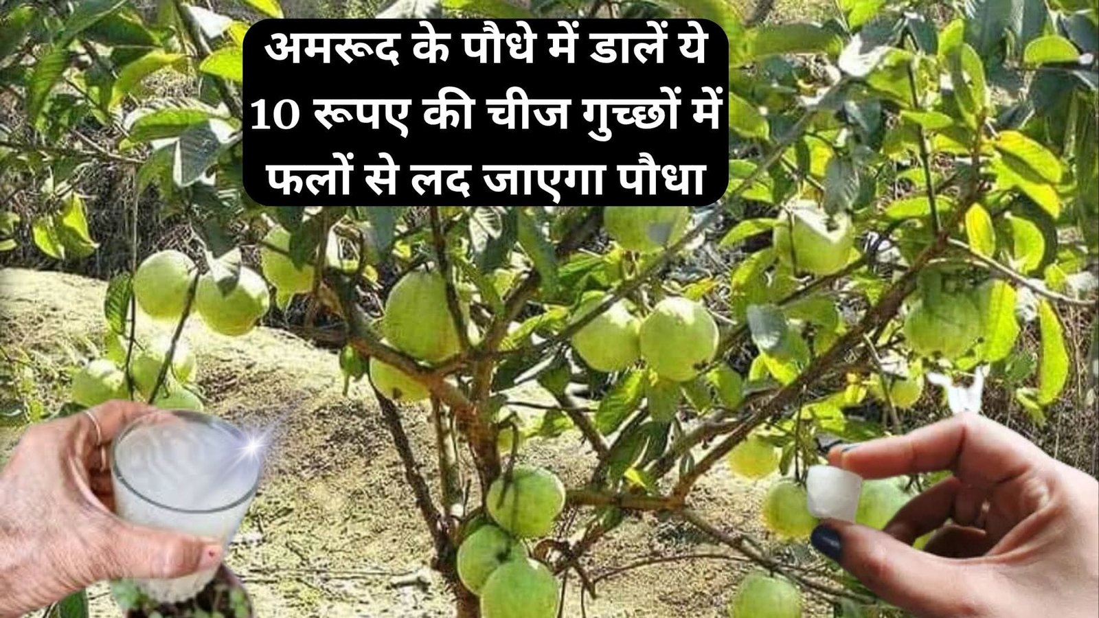 Gardening tips: अमरूद के पौधे में डालें ये 10 रूपए की चीज, गुच्छों में फलों से लद जाएगा पौधा बरसात में कीट मुक्त रहेंगे फल, जाने नाम