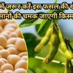 जून में जरूर करें इस फसल की खेती, किसानों की चमक जाएगी किस्मत मार्केट में तेल की है खूब डिमांड, जाने नाम और काम