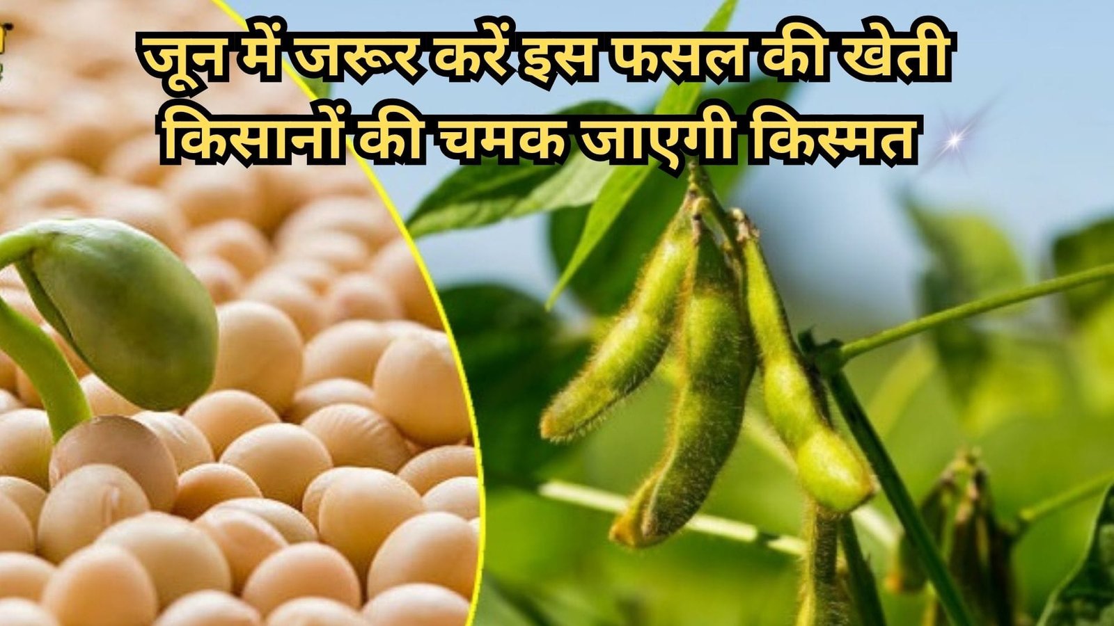 जून में जरूर करें इस फसल की खेती, किसानों की चमक जाएगी किस्मत मार्केट में तेल की है खूब डिमांड, जाने नाम और काम