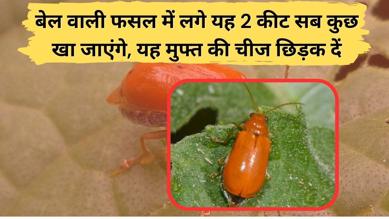 बेल वाली सब्जियों की फसल में कीटों का खतरा