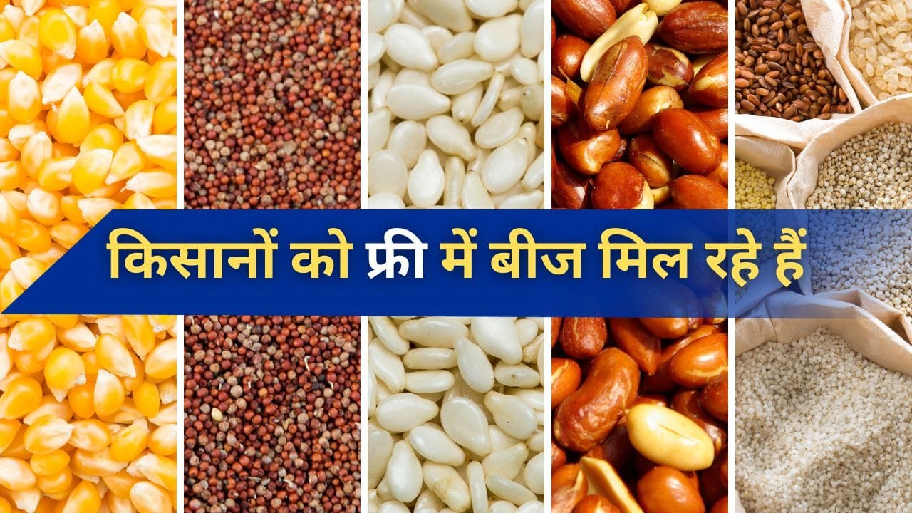 झारखंड के गिरिडीह जिले के किसानों को 100 फीसदी अनुदान पर बीज दिए जा रहे हैं