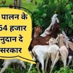 बकरी पालन के लिए 90% सब्सिडी