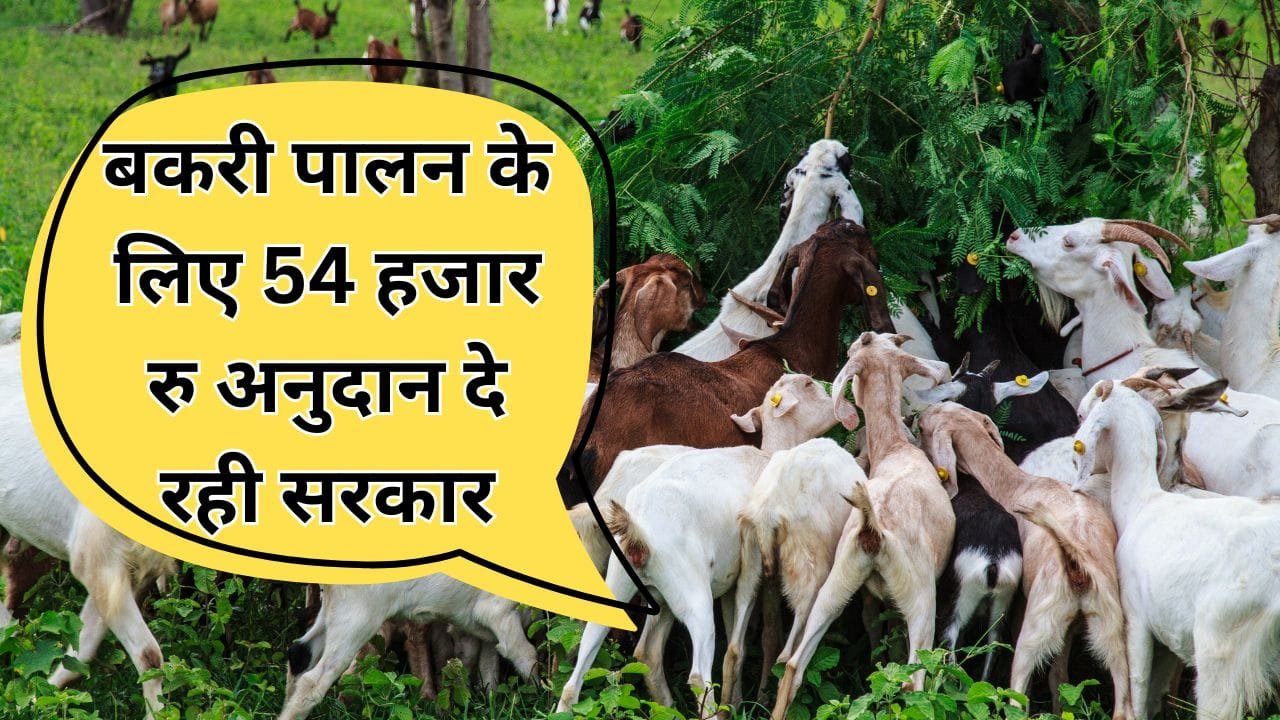 बकरी पालन के लिए 90% सब्सिडी