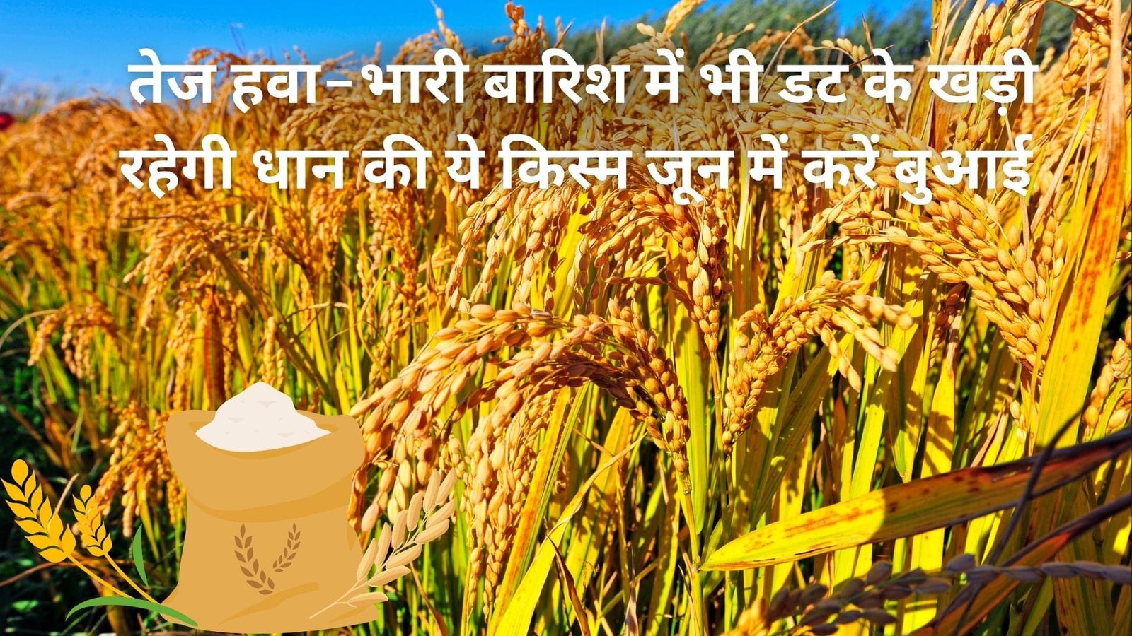 तेज हवा-भारी बारिश में भी डट के खड़ी रहेगी धान की ये किस्म, जून में करें बुआई बंपर पैदावार के साथ होगी छप्परफाड़ कमाई, जाने नाम