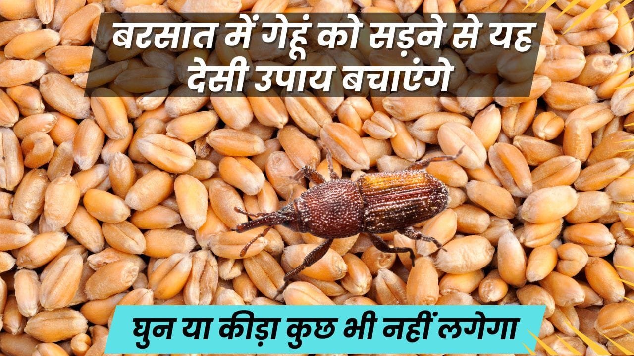 गेहूं में ये चीज मिलाएं और खराब होने से बचाएं