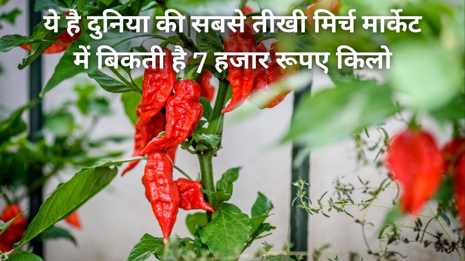 ये है दुनिया की सबसे तीखी मिर्च, मार्केट में बिकती है 7 हजार रूपए किलो खेती से होगी लाखों करोड़ों रूपए की कमाई, जाने नाम