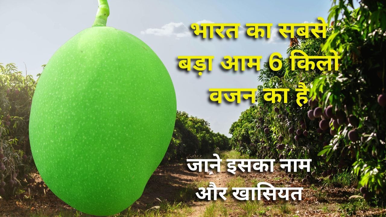 भारत का सबसे बड़ा आम