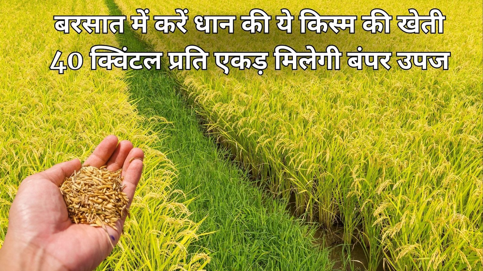 बरसात में करें धान की ये किस्म की खेती, 40 क्विंटल प्रति एकड़ मिलेगी बंपर उपज मार्केट में है खूब डिमांड खेती से आएंगे अंधाधुन पैसे, जाने नाम