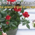 Gardening tips: गुलाब के पौधे में नहीं आ रहे है फूल तो पौधे में डालें ये एक चीज, बरसात में अनगिनत फूलों से लद जायेगा छोटा सा पौधा, जाने नाम