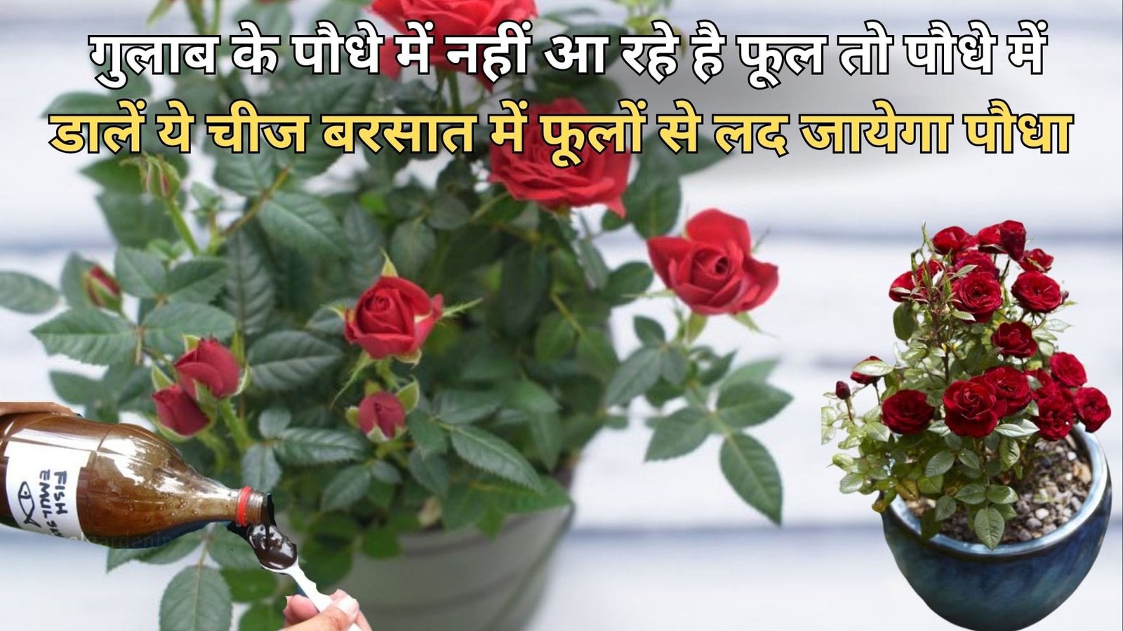 Gardening tips: गुलाब के पौधे में नहीं आ रहे है फूल तो पौधे में डालें ये एक चीज, बरसात में अनगिनत फूलों से लद जायेगा छोटा सा पौधा, जाने नाम
