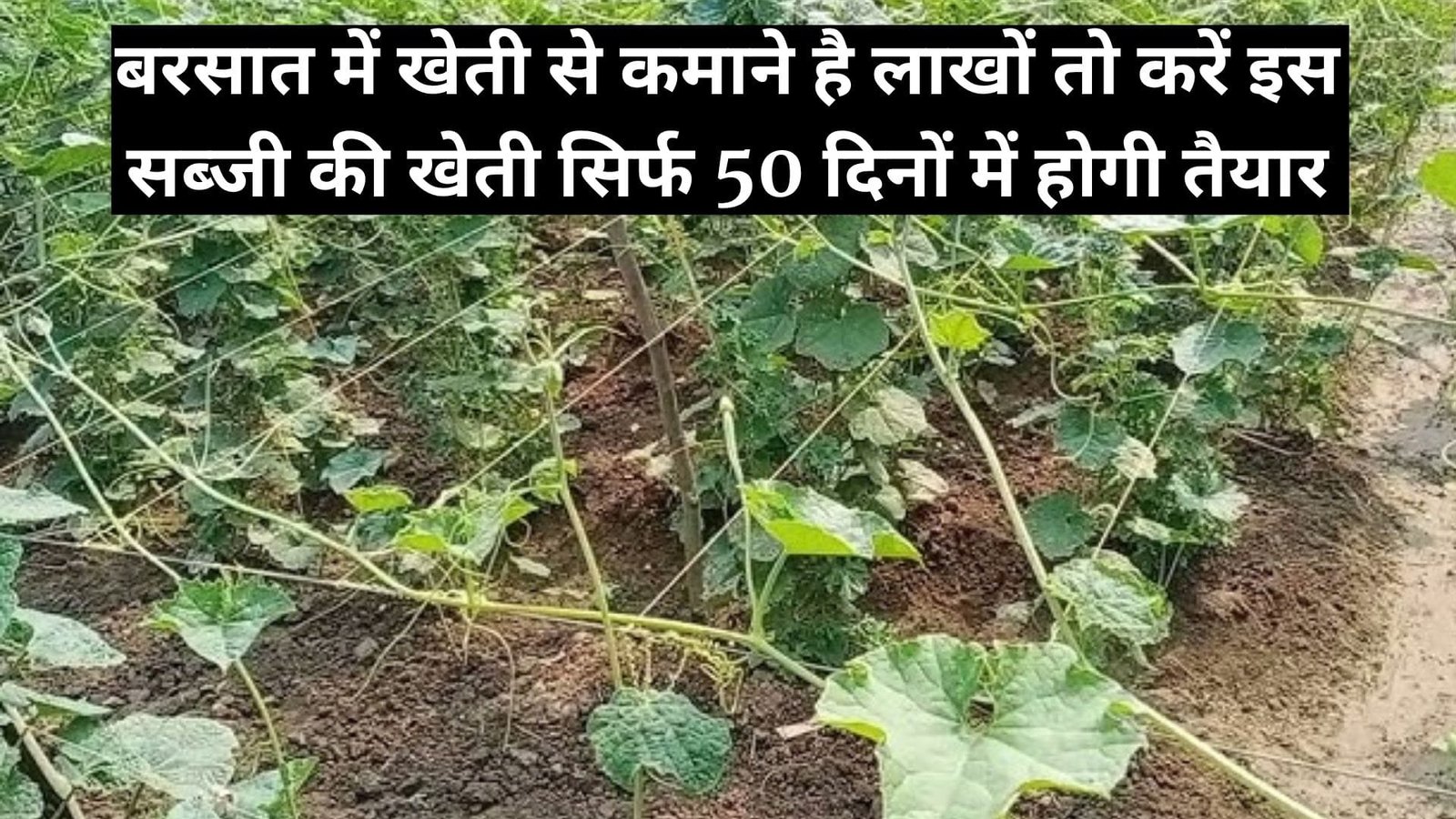 बरसात में खेती से कमाने है लाखों तो करें इस सब्जी की खेती, सिर्फ 50 दिनों में होगी तैयार मिलेगी बंपर पैदावार, जाने नाम