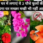 Gardening tips: बरसात में घर में जरूर लगाएं ये 2 पौधे, फूलों की खुशबू से महक उठेगा घर मच्छर मखी भी नहीं आएंगे नजर, जाने नाम