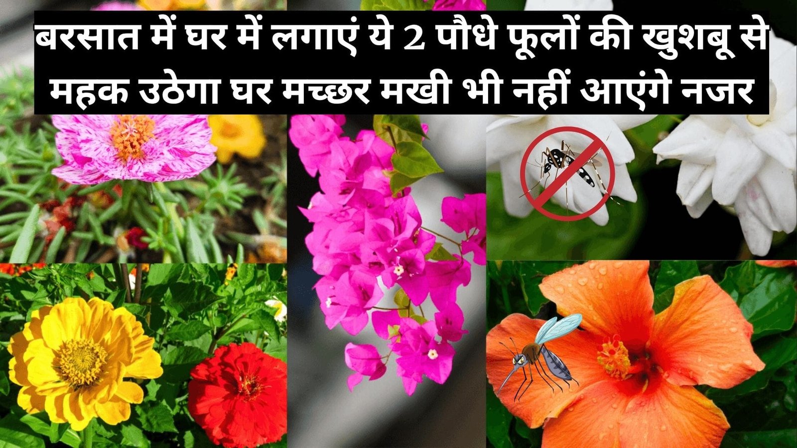 Gardening tips: बरसात में घर में जरूर लगाएं ये 2 पौधे, फूलों की खुशबू से महक उठेगा घर मच्छर मखी भी नहीं आएंगे नजर, जाने नाम