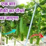 Gardening tips: लौकी के पौधे में डालें ये गोली, लंबी-लंबी स्वादिष्ट लौकी से लदी रहेगी बेल पडोसी भी पूछेंगे लौकी की उपज बढ़ाने का क्या है राज