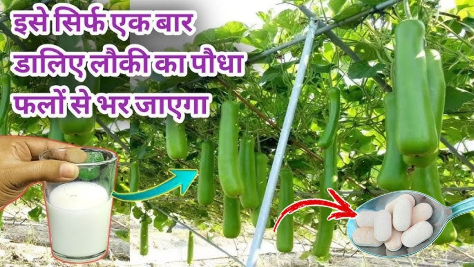 Gardening tips: लौकी के पौधे में डालें ये गोली, लंबी-लंबी स्वादिष्ट लौकी से लदी रहेगी बेल पडोसी भी पूछेंगे लौकी की उपज बढ़ाने का क्या है राज