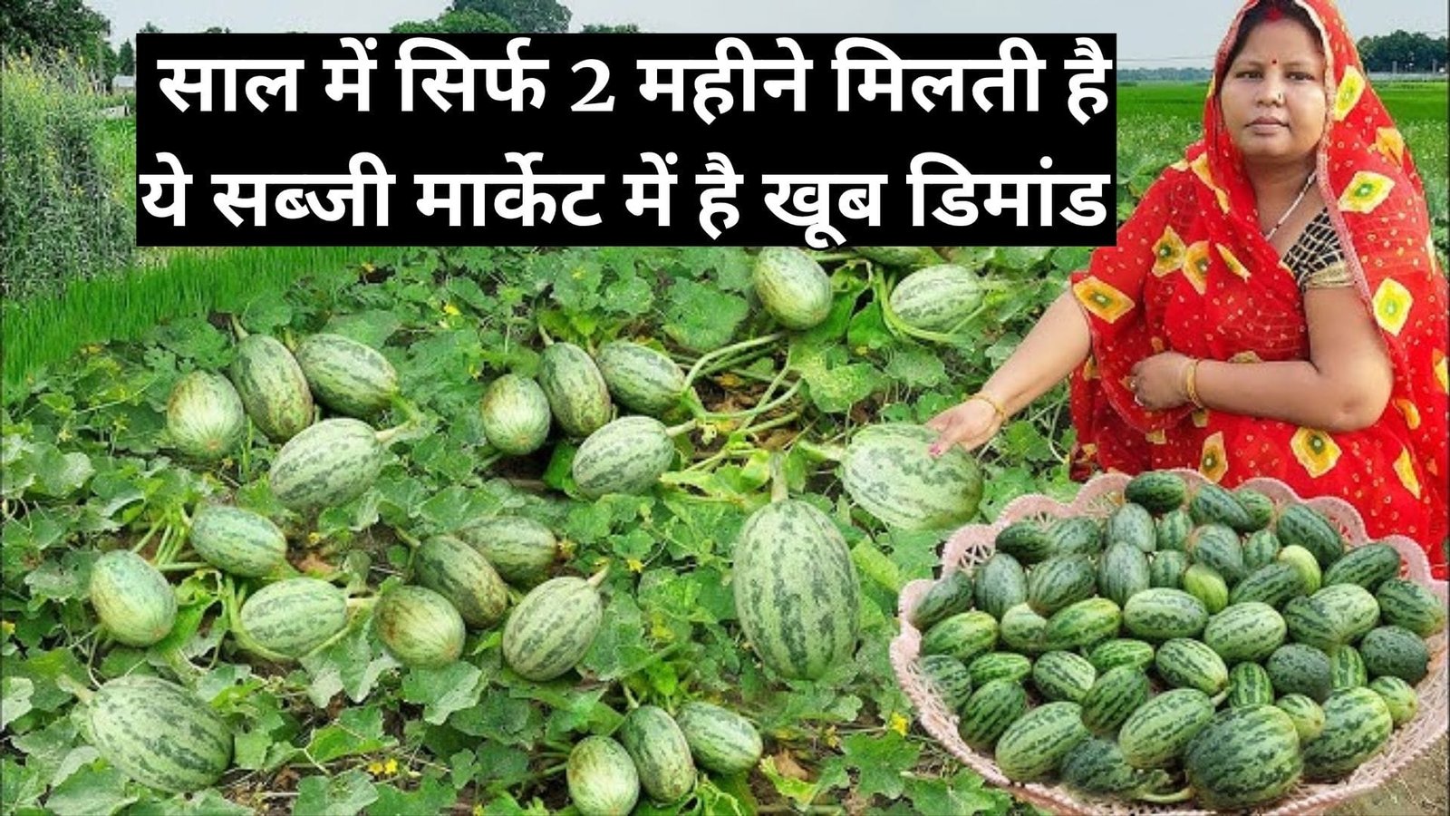 साल में सिर्फ 2 महीने मिलती है ये सब्जी, मार्केट में है खूब डिमांड खेती से सिर्फ 60 दिनों में होगी तगड़ी कमाई, जाने नाम