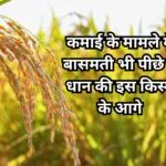 कमाई के मामले में बासमती भी पीछे है धान की इस किस्म के आगे, किसान जरूर करें बुआई 110 दिनों में होगी छप्परफाड़ कमाई, जाने नाम