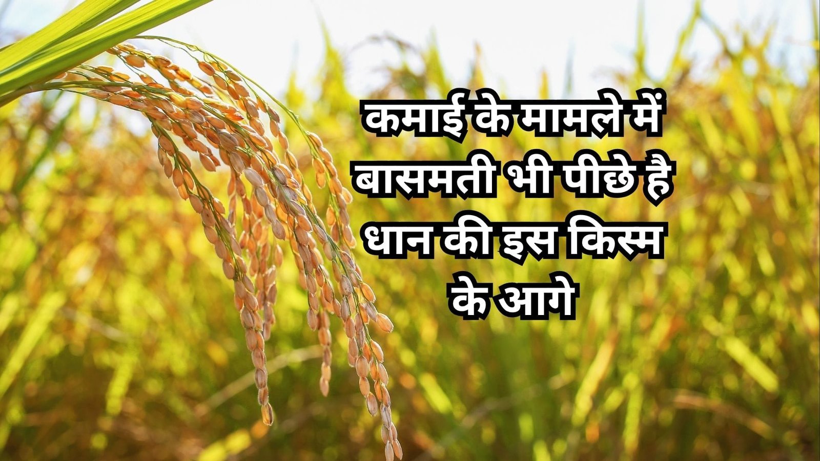 कमाई के मामले में बासमती भी पीछे है धान की इस किस्म के आगे, किसान जरूर करें बुआई 110 दिनों में होगी छप्परफाड़ कमाई, जाने नाम