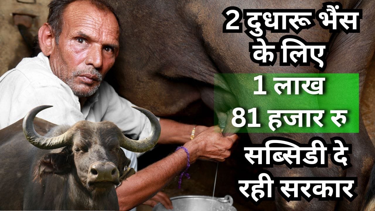 समग्र भैंस पालन विकास योजना