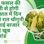इस फसल की खेती से होगी बरसात में दिन दूनी रात चौगुनी कमाई, बाजार में है खूब डिमांड खेती से कमाएं लाखों रूपए, जाने नाम