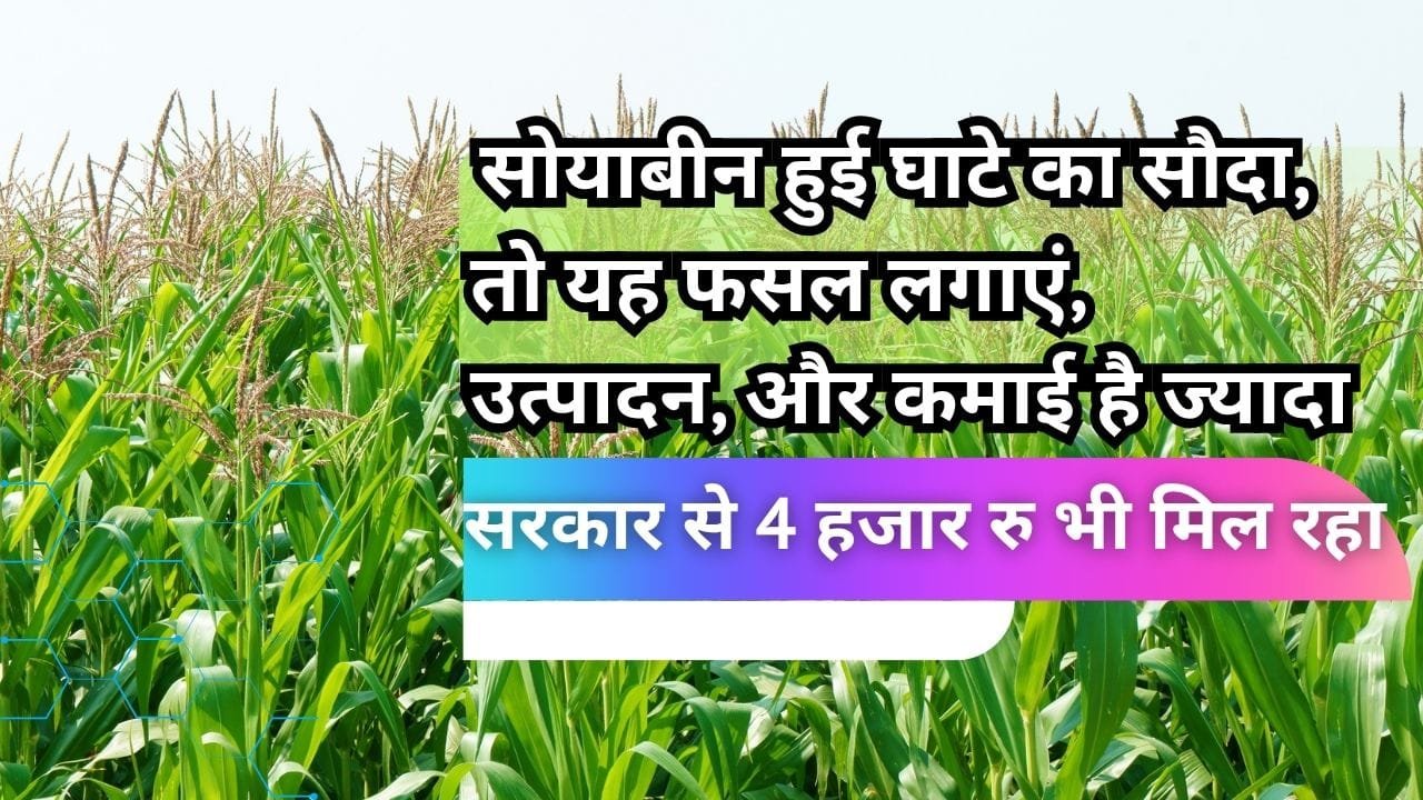 मक्का की खेती के लिए ₹4000 प्रति हेक्टेयर अनुदान