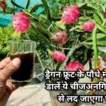 Gardening tips: ड्रैगन फ्रूट के पौधे में एक चम्मच डालें ये काली चीज, अनगिनत फलों से लद जाएगा पौधा बाजार से महंगा फल खरीदने की नहीं रहेगी झंझट