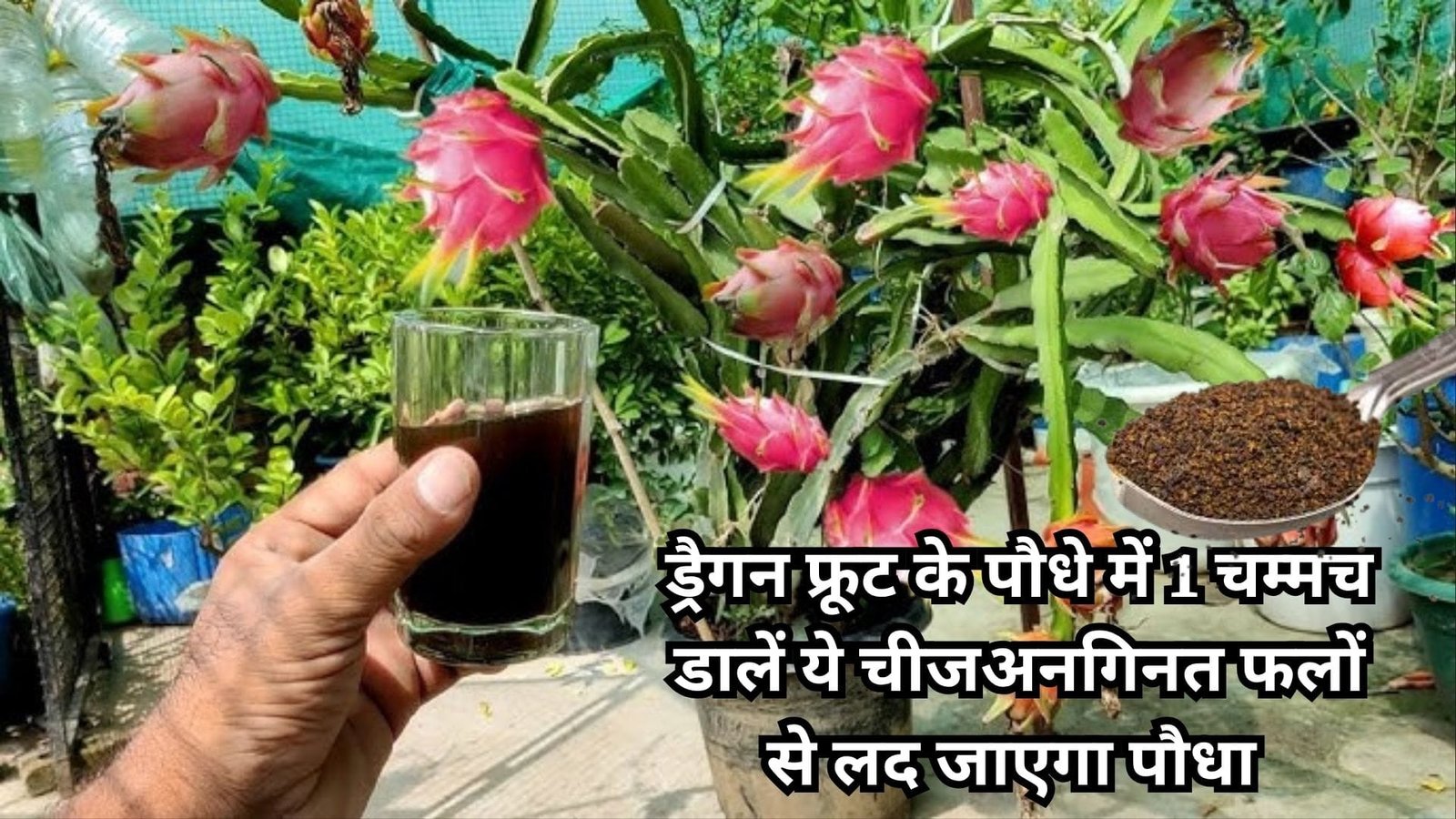 Gardening tips: ड्रैगन फ्रूट के पौधे में एक चम्मच डालें ये काली चीज, अनगिनत फलों से लद जाएगा पौधा बाजार से महंगा फल खरीदने की नहीं रहेगी झंझट
