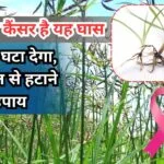 मोथा घास खेत से हटाने के 3 उपाय