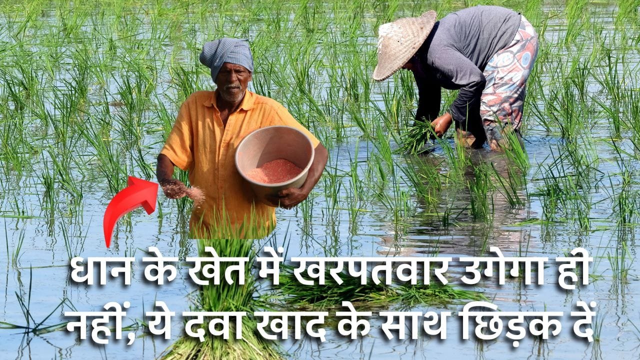 धान के खेत के लिए खरपतवार नाशक