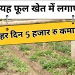जरबेरा की खेती