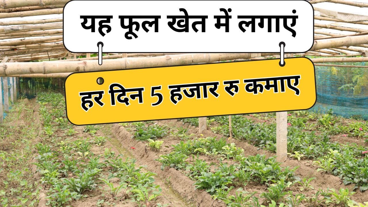 जरबेरा की खेती