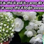 Gardening tips: मोगरे के पौधे में डालें ये 2 रूपए की चमत्कारी चीज, पत्तियों से ज्यादा पौधे में दिखेंगे चमचमाते अनगिनत फूल, जाने पौधे से फूल लेने का राज