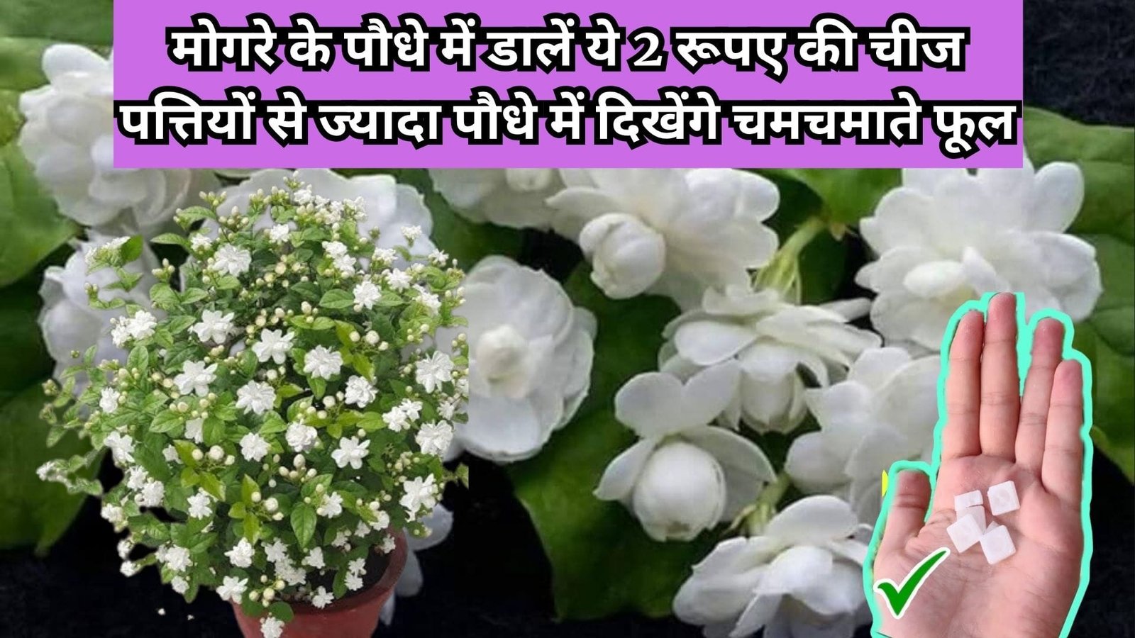Gardening tips: मोगरे के पौधे में डालें ये 2 रूपए की चमत्कारी चीज, पत्तियों से ज्यादा पौधे में दिखेंगे चमचमाते अनगिनत फूल, जाने पौधे से फूल लेने का राज