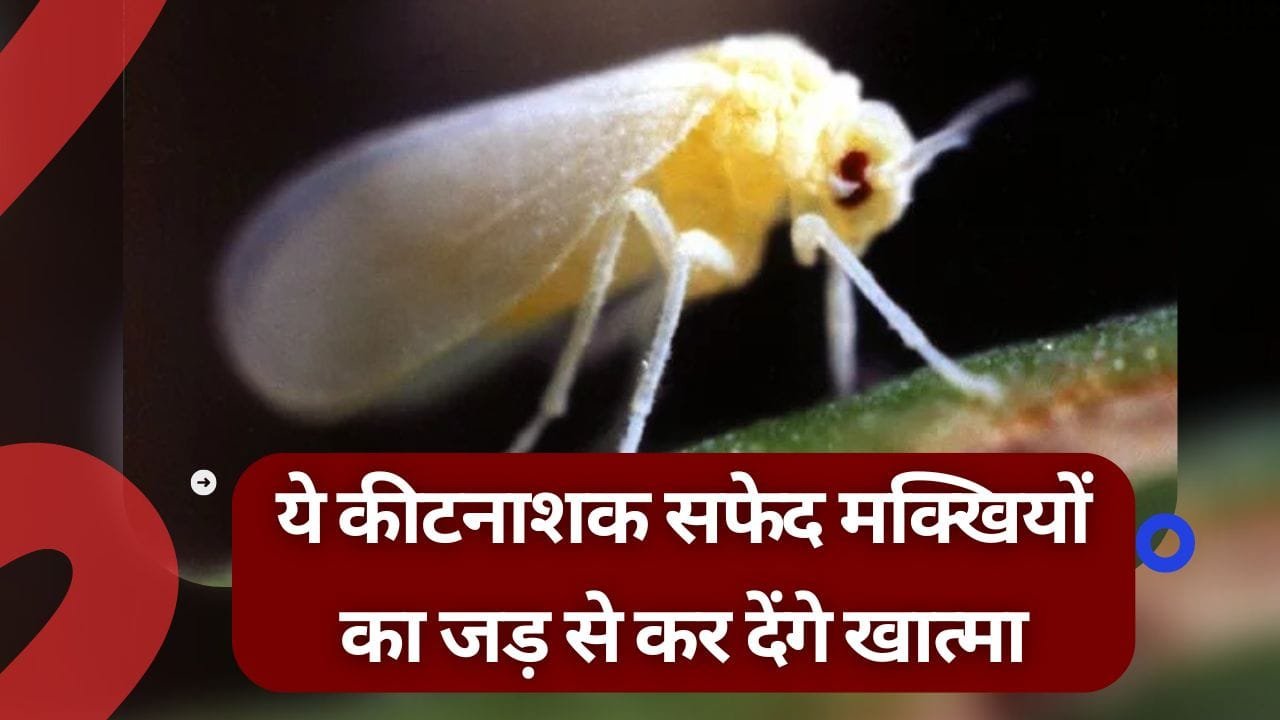 सफेद मक्खी के लिए 5 कीटनाशक