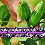 Gardening tips: परवल की जड़ के पास डालें ये FREE की चीज, अनगिनत परवल से झूल जाएगी बेल पूरे सीजन मिलेगी ताजी सब्जी, जाने नाम