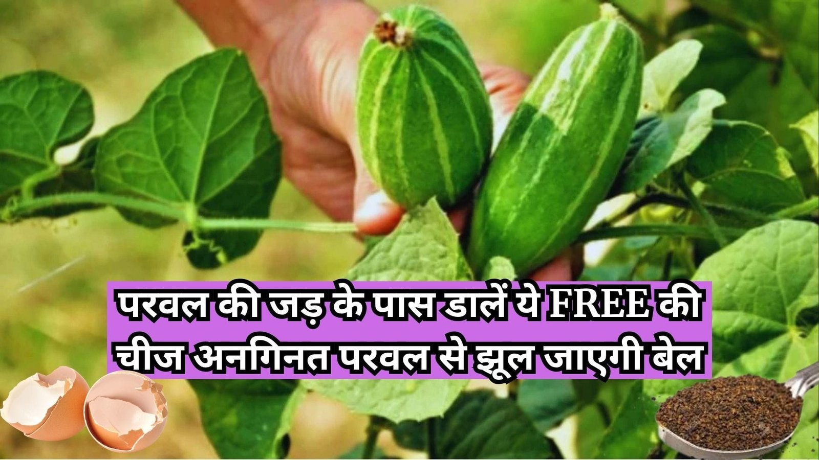 Gardening tips: परवल की जड़ के पास डालें ये FREE की चीज, अनगिनत परवल से झूल जाएगी बेल पूरे सीजन मिलेगी ताजी सब्जी, जाने नाम