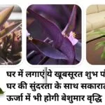 Gardening tips: घर में लगाएं ये खूबसूरत शुभ पौधे, घर की सुंदरता के साथ सकारात्मक ऊर्जा में भी होगी बेशुमार वृद्धि, जाने नाम
