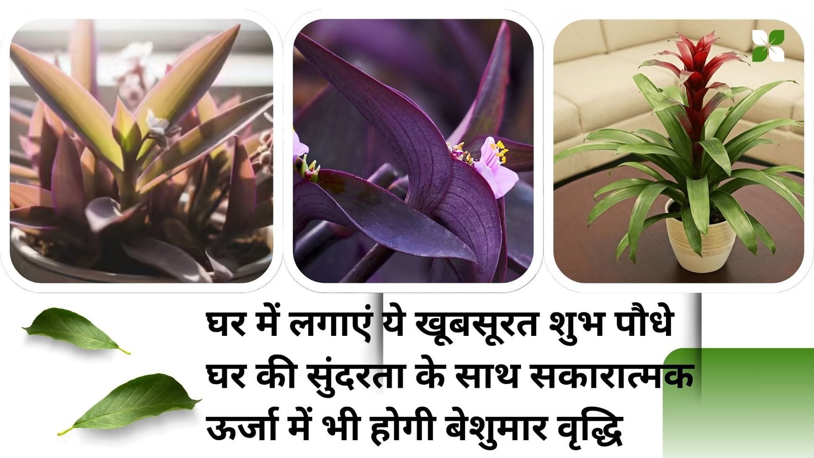 Gardening tips: घर में लगाएं ये खूबसूरत शुभ पौधे, घर की सुंदरता के साथ सकारात्मक ऊर्जा में भी होगी बेशुमार वृद्धि, जाने नाम