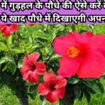 Gardening tips: बरसात में गुड़हल के पौधे की ऐसे करें देखभाल, एक मग ये खाद पौधे में दिखाएगी अपना कमाल हरा भरा फूलों से लदा होगा पौधा, जाने नाम