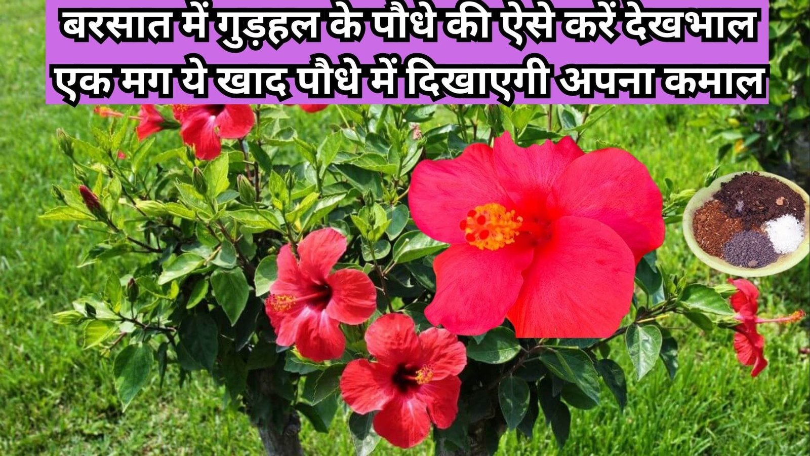 Gardening tips: बरसात में गुड़हल के पौधे की ऐसे करें देखभाल, एक मग ये खाद पौधे में दिखाएगी अपना कमाल हरा भरा फूलों से लदा होगा पौधा, जाने नाम