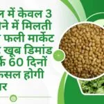 साल में केवल 3 महीने में मिलती है ये फली, मार्केट में है खूब डिमांड सिर्फ 60 दिनों में फसल होगी तैयार, जाने नाम
