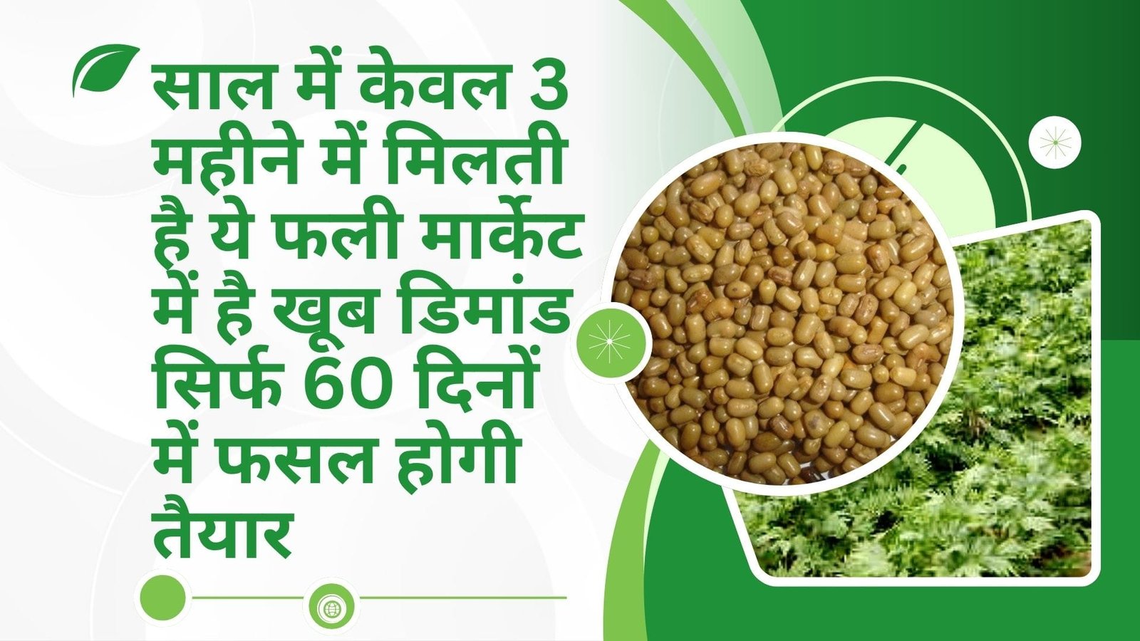 साल में केवल 3 महीने में मिलती है ये फली, मार्केट में है खूब डिमांड सिर्फ 60 दिनों में फसल होगी तैयार, जाने नाम