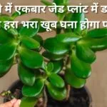 Gardening Tips: महीने में एकबार जेड प्लांट में डालें ये चीज, हरा भरा खूब घना होगा पौधा रॉकेट की स्पीड से बढ़ेगी ग्रोथ, जाने नाम