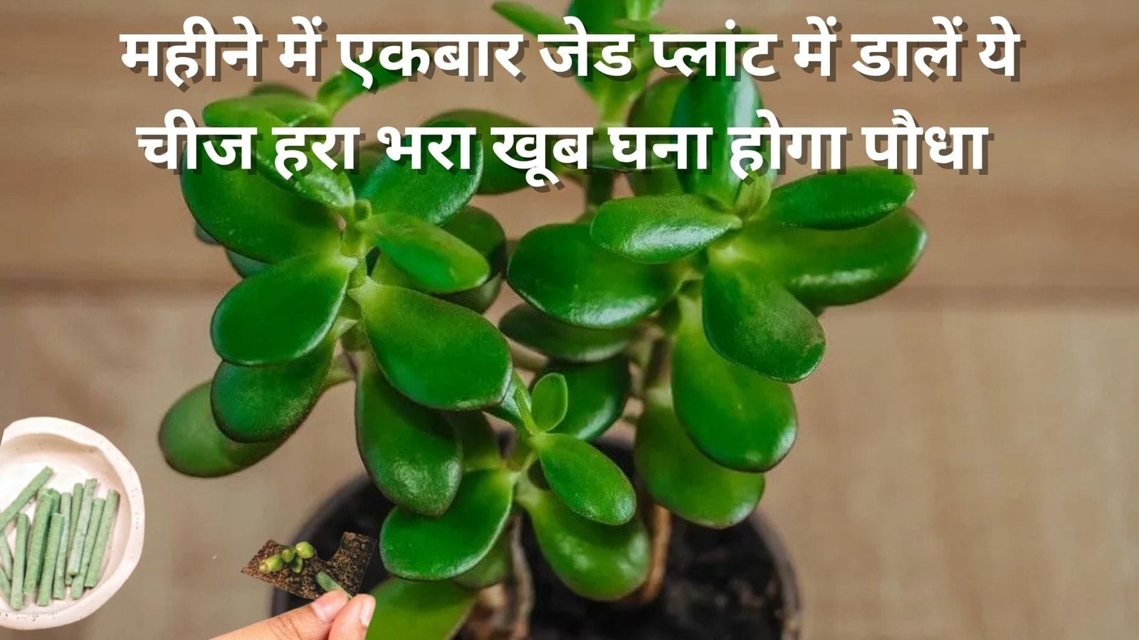 Gardening Tips: महीने में एकबार जेड प्लांट में डालें ये चीज, हरा भरा खूब घना होगा पौधा रॉकेट की स्पीड से बढ़ेगी ग्रोथ, जाने नाम