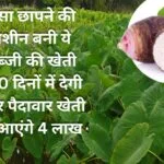 पैसा छापने की मशीन बनी ये सब्जी की खेती, 120 दिनों में देगी बंपर पैदावार खेती से आएंगे 4 लाख मालामाल हो जायेंगे किसान, जाने नाम