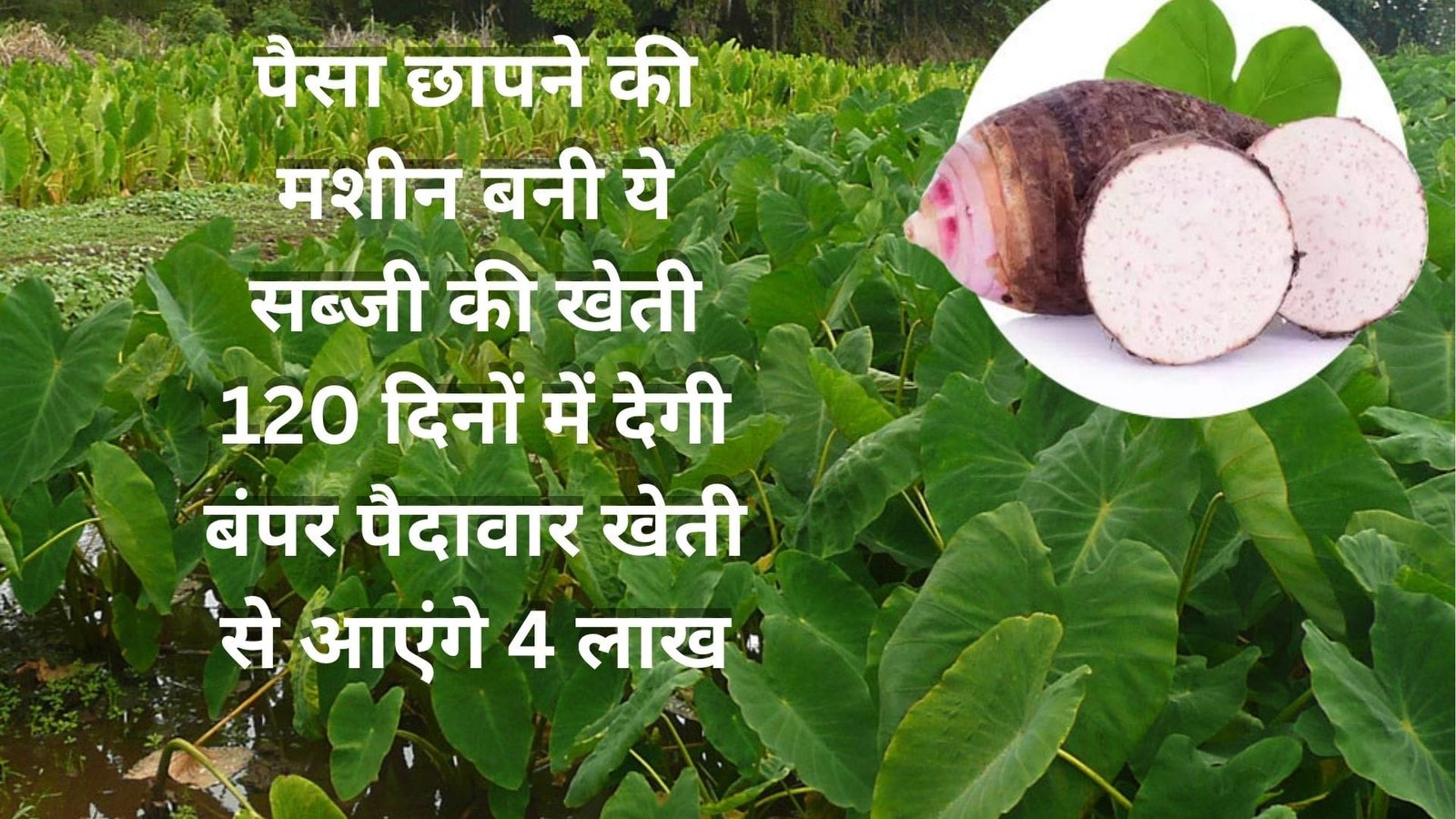 पैसा छापने की मशीन बनी ये सब्जी की खेती, 120 दिनों में देगी बंपर पैदावार खेती से आएंगे 4 लाख मालामाल हो जायेंगे किसान, जाने नाम