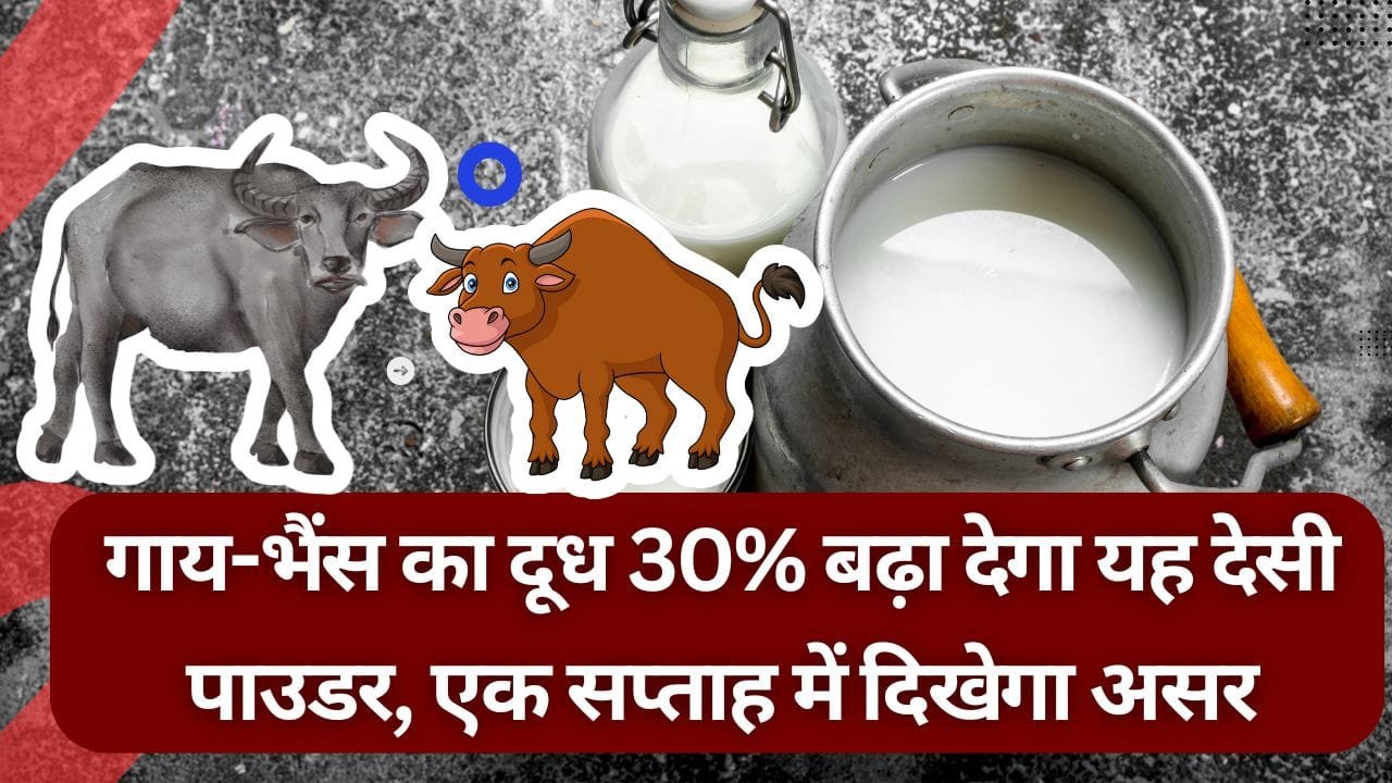 गाय-भैंस का दूध बढ़ाने के लिए उपाय