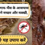 पशुशाला से मच्छर-मक्खी भगाने के 3 उपाय