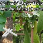 Gardening Tips: तोरई के पौधे में डालें ये 4 रूपए की चीज, 100 की स्पीड से बढ़ेगा पौधा अनगिनत तोरई से लद जाएगी बेल, जाने पौधे से फल लेने का राज